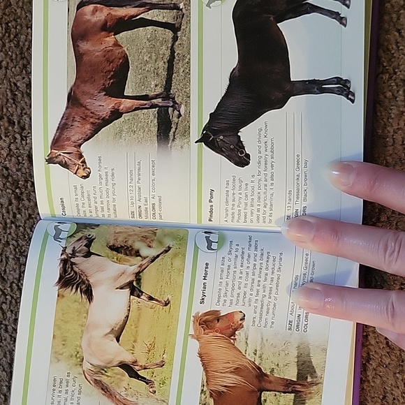 Pocket Genius Horses - Picture 4 of 4